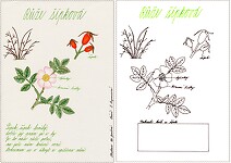 Omalovánka - šípková růže